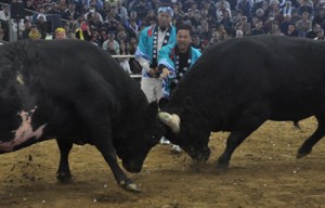  熱戦に沸いたミニ軽量級優勝旗争奪戦（左が６度目の防衛を果たした野島建設闘将☆マングース）＝３日、伊仙町