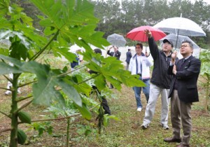 現地視察でパパイアのほ場を訪れたダイエーの寺嶋晋執行役員（右）ら＝２１日、徳之島町