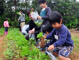 農園で育てられた新鮮な野菜の収穫体験を通じて、農業を身近に感じたバスツアー＝１０日、奄美市笠利町
