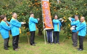 成熟したタンカンにはさみを入れる関係者ら＝１９日、徳之島町