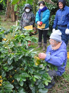 収穫作業を行った徳之島コーヒー生産者会の研修会＝２４日、伊仙町