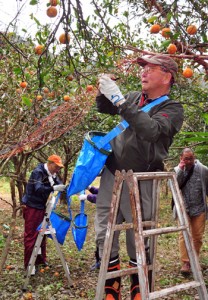 産地支援の一環で、タンカンの収穫作業を行うツアー参加者＝１６日、奄美市住用町