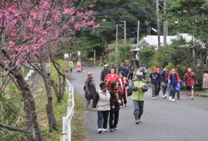 ヒカンザクラを眺めながら思い思いのペースでウオーキングを楽しむ参加者＝１４日、奄美市住用町