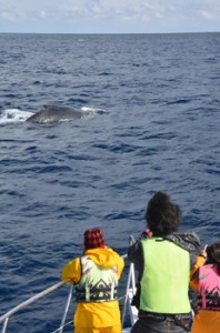 水面に浮上したザトウクジラを観察する観光客ら＝７日、奄美市名瀬小湊沖