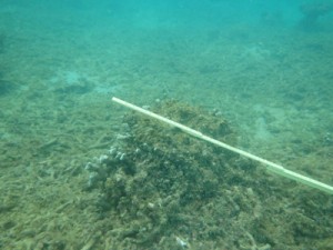 泥をかぶって死滅したユビエダハマサンゴ＝２０１５年１２月１８日、奄美市住用町（日本自然保護協会提供）