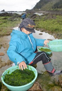 シーズンを迎えた早春の風物詩・アオサ摘み＝２３日、奄美大島北部の浜辺