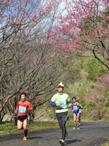 ヒカンザクラの下を駆け抜けるランナー＝７日、奄美市笠利町須野ダム