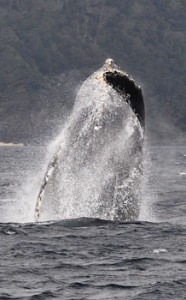 奄美大島周辺海域での出現確認数が過去最多になったザトウクジラのジャンプ＝３月５日、奄美市名瀬の大浜海浜公園沖