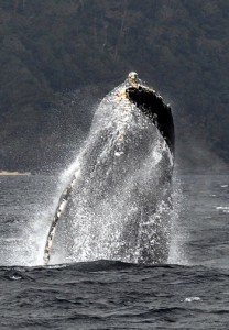 奄美大島で繁殖の最盛期を迎えたザトウクジラのジャンプ＝５日午後、奄美市名瀬の大浜沖