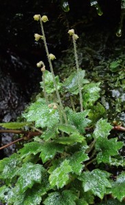 奄美大島で見つかった新種の多年草「アマミチャルメルソウ」（提供写真）