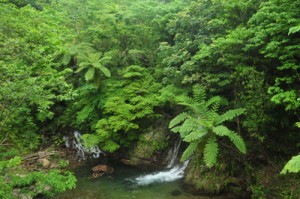 奄美大島の林道で楽しめる自然景観