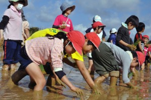 力を合わせて苗を植える子どもたち＝８日、和泊町の大城小学校