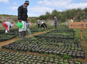 アマミシマアザミの苗作りに取り組むゆらいの里の利用者ら＝３日、伊仙町