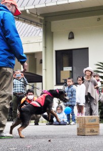 公開訓練でマングースの臭い付きタオルが隠された箱を当てる探索犬＝２７日、大和村の環境省奄美野生生物保護センター