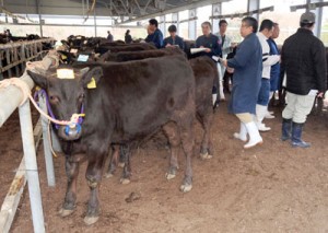 １戸当たりの頭数増が続く中、飼養や生産へ農家の負担削減が求められる肉用牛。写真は２０１６年１月の子牛競り市＝奄美市笠利町