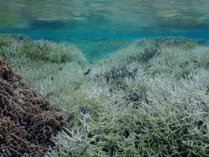 大規模な白化現象が確認されたミドリイシ属の群落＝４月２６日、徳之島町の畦海岸（池村茂さん撮影）