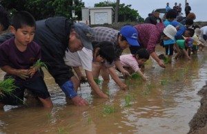復活した水田で苗を植える老若男女＝１７日、和泊町後蘭