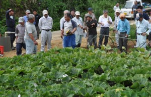 カボチャの実証ほ場であった畑かん営農推進現地研修会＝２６日、伊仙町