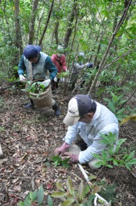 砂防ダムの建設予定地で行われた希少植物の移植作業＝１日、天城町