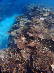 １６年度から５カ年の生態系保全計画が策定されたサンゴ礁＝１５年１２月、瀬戸内町の大島海峡