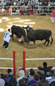 闘牛大会などで盛り上がった「徳之島きびまつり」＝１７日、伊仙町