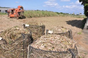 収穫作業が続くサトウキビ畑＝１日午後、和泊町