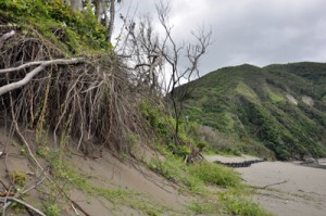 浸食で防風林の根がむき出しになり倒れた嘉徳海岸＝ ２８日、瀬戸内町 