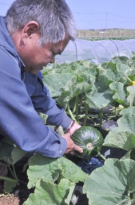 ダムの水を利用してカボチャの早生品種の栽培に取り組む太田淳一さん＝伊仙町