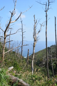 喜界島と与論島を除く奄美全域に広がる松枯れ被害＝２０１６年２月、奄美大島北部