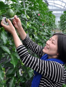 花に手を沿え、筆を使って丁寧に受粉させる参加者＝８日、瀬戸内町嘉鉄