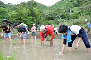 老若男女が約４０年ぶりの田植えを楽しんだ＝１０日、瀬戸内町久慈の大浜地区  