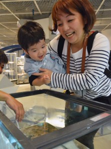 珍しいサメ「オオセ」に触れ、さめ肌の感触を確かめた来場者＝３日、奄美市名瀬の海洋展示館