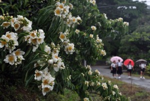 梅雨期の通学路を彩るイジュの花＝１６日、徳之島