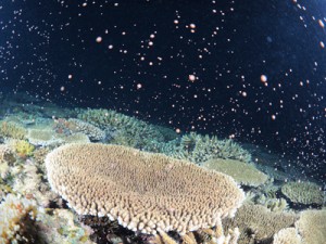 夜の海を幻想的な雰囲気に包むサンゴの産卵＝２７日、奄美市の大浜海岸沖で興克樹さん撮影