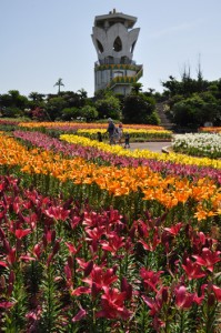 見頃を迎えたスカシユリの花園（上）と来期に向けて花の摘み取り作業が進む球根ほ場＝５日、和泊町の笠石海浜公園