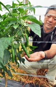 町などが本年度約１００㌧の生産目標を立てているトウガラシ＝ ２０日、喜界町