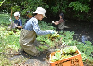 龍郷町浦の池に繁殖した特定外来生物ボタンウキクサの駆除作業＝２１日、龍郷町