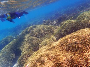 リーフ内で健康を保っているサンゴの群落＝２５日、与論町茶花のウドノス海岸沖
