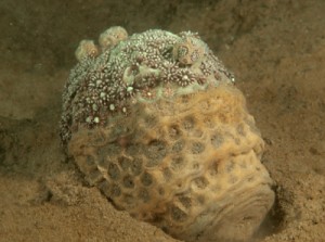 合同研究チームが奄美大島、加計呂麻島近海で生息を確認し、研究論文を発表したコモチハナガササンゴ＝２０１５年１１月、瀬戸内町の呑之浦沖（鹿児島大学国際島嶼教育研究センター奄美分室提供）