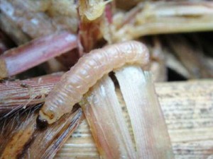 イネヨトウの幼虫（県病害虫防除所ホームページから転載）