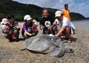 甲羅の上に発信器を付けて放流されるアオウミガメ＝１６日、龍郷町安木屋場