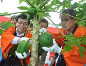 収穫祭でパパイアの実にはさみをいれる（左から）ダイエーの近澤靖英社長と生産者の熊元与八郎さん＝１１日、徳之島町
