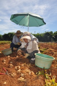 炎天下、球根掘り取りに精出す農家＝２０日、和泊町喜美留