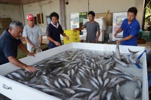 超低酸素の海水で魚を処理する組合員と奄美漁協職員＝２２日、奄美市笠利町