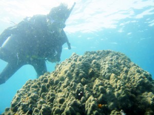 黒潮の流量調査で骨格コアが採取された高知県土佐清水市沖の造礁サンゴ（喜界島サンゴ礁科学研究所）