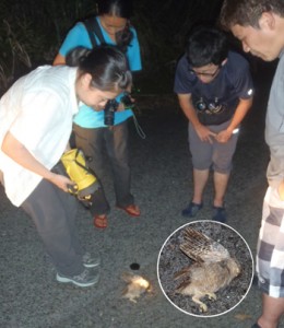 ノネコに襲われたリュウキュウコノハズクの死骸とその現場＝奄美市住用町の林道（提供写真）