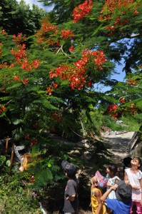 見頃を迎えたホウオウボクの花＝２５日、知名町知名