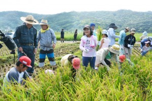 収穫の喜びを味わいながら稲刈りをする児童と住民＝ １７日、龍郷町秋名