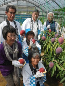 紅色に熟したマンゴーを手に収穫を祝う関係者ら＝２０日、徳之島町