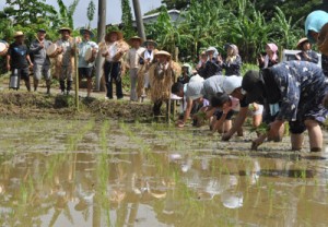 男女の歌掛けに合わせて田植えを行う住民ら＝１１日、天城町